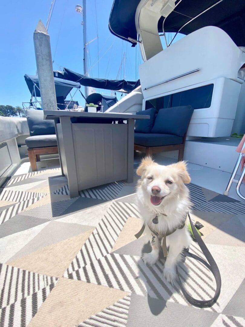 A dog in the ship